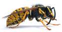 30052012141330wasp.jpg