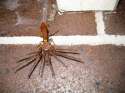 In+australia+wasps+also+kill+spiders+_4dd8f9053e9e85d9c7a76edd151af712.jpg