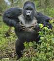 gorilla+chest+beating.jpg