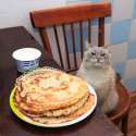 kot blini2.jpg