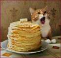 kot blini7.jpg
