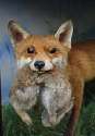 foxwithrabinmouth.jpg