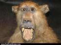 177_baboon.jpg