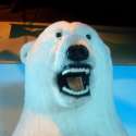 polarbear.jpg