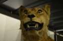 lion 7.jpg