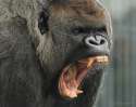 Gorilla-Herbivore-Canines1.jpg