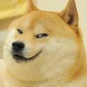 dog2.jpg