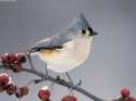 tufted titmouse.jpg