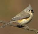 tufted_titmouse_1.jpg