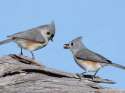 Bird_TuftedTitmice5.jpg