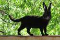 Kitt.gif