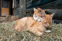 shutterstock_116716030_farmcatssleeping.jpg