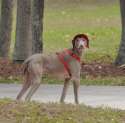 doggo hatimus (1268).jpg