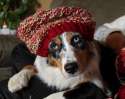 doggo hatimus (701).jpg