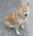 wancogazo-2011-02-14T11:30:08-1-thumbnail2.jpg
