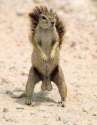 nuts squirrel nuts.jpg