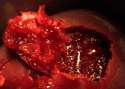 Wax_Gore_Texture_3_by_Falln_Stock.jpg