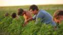HEMP1-videoSixteenByNine1050-v2.jpg