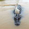 stork stands on hippo.jpg