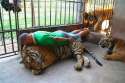 man planking on a lion.jpg