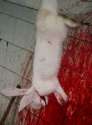 rabbit-meat-11.jpg