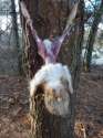 rabbit3-225x300.jpg