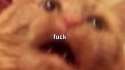 fucksmall.png