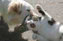 犬に連れて行かれる猫.jpg