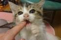子猫に甘噛みされる人.jpg