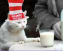whitecatinthehatMAGA.png