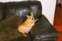 Dog Fattie.jpg