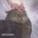 cat.png