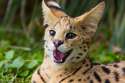crazy_cat_by_lordmajestros-d72qpen.jpg