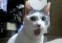 omg cat jaw.gif