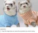 ferret.jpg