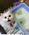 yeah-i-love-you-too-cat_o_1431613.jpg