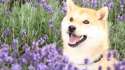 Doggo.jpg