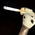 lolsnakesmoke.jpg