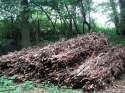 Bundles_of_sticks_-_detail_-_geograph.org.uk_-_575520.jpg