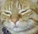 cat-in-spacesuit_2.jpg