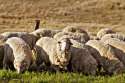 sheep.jpg