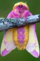 Gay moth.jpg