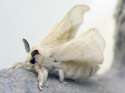 Very cute moth.jpg
