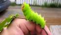 Silk Moth.jpg