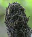 MOTH LARVAE.jpg