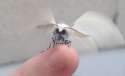 Moth gif.gif
