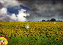 sunflowers.jpg