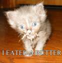 funny cat (130).jpg
