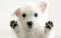 White-Cute-Puppy-.jpg