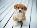 How-To-Make-Your-Puppy-Gain-Weight.jpg